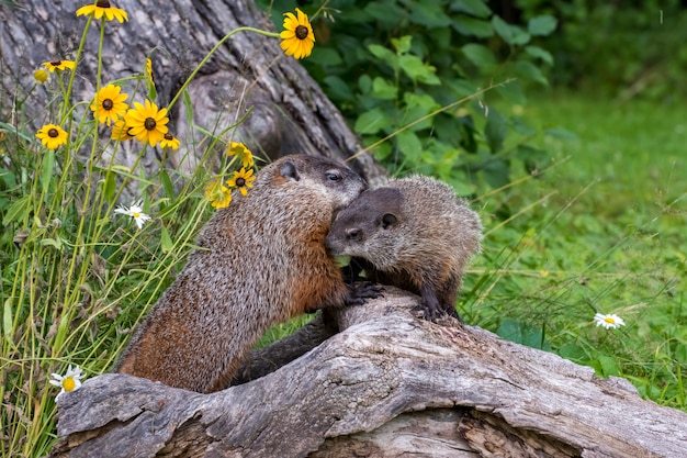 Madre marmota saludando a su hija durante una exploración matutina