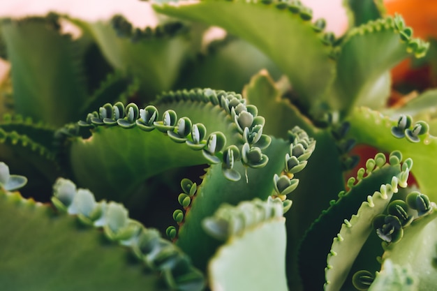 Madre de miles, planta de sombrero mexicano (Kalanchoe pinnata) con brotes.