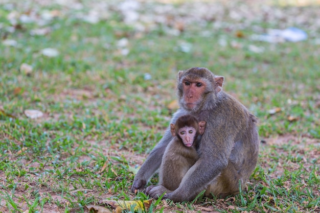 Madre mono y bebé mono en el césped