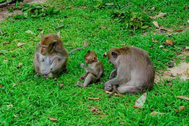 Madre mono y bebé mono en el césped