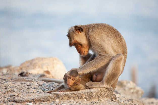 Madre mono cuidando a su bebé mono en la playa