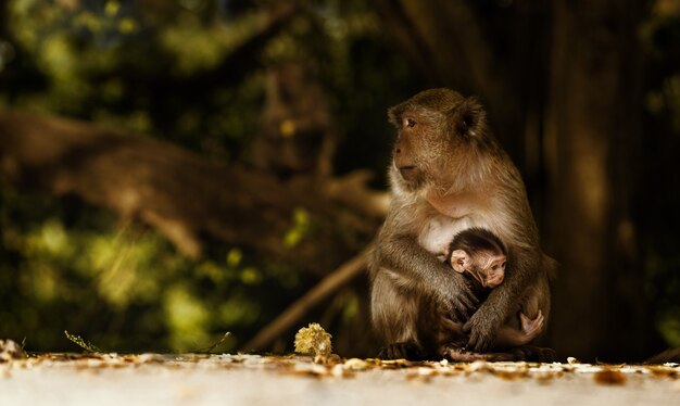 La madre de los monos y su bebé en la naturaleza, Macaca fascicularis (macaco de cola larga o cangrejo).