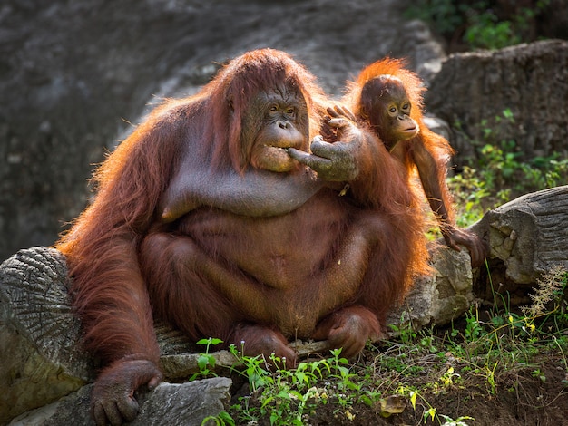 Madre de orangután y bebé relajados en el entorno natural del zoológico.