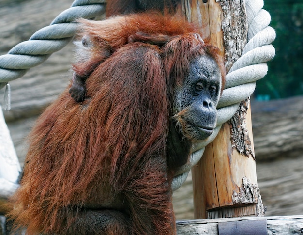 Madre orangután con su lindo bebé