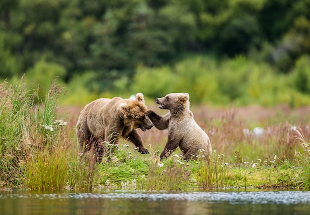 Madre oso pardo con un cachorro están jugando en la orilla del lago