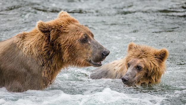 Madre oso pardo con cachorro en el río. EE.UU. Alaska. Parque Nacional Katmai.