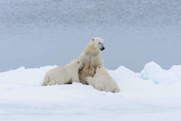 Madre oso polar alimentando a sus cachorros con hielo