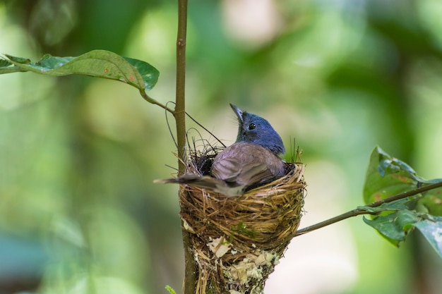 Madre del pájaro Blue Fly con nupe negra que protege a sus polluelos en el nido.