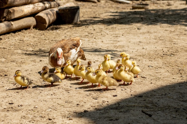 Madre pata con sus patitos Hay muchos patitos siguiendo a la madre