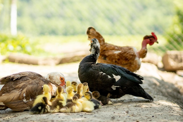 Madre pata con sus patitos Hay muchos patitos siguiendo a la madre