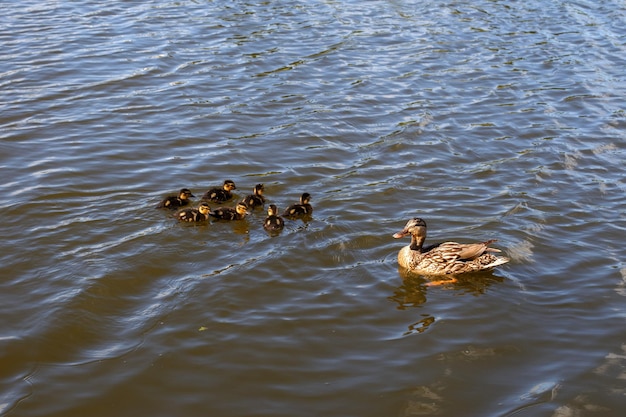 Madre pato con sus hermosos patitos esponjosos nadando juntos en un lago Animales salvajes en un estanque