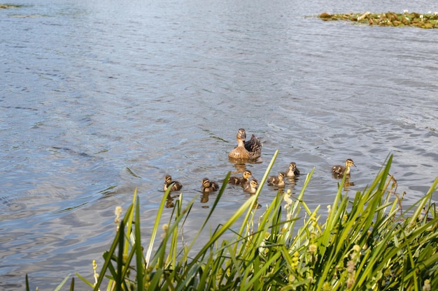 Madre pato con sus hermosos patitos esponjosos nadando juntos en un lago Animales salvajes en un estanque