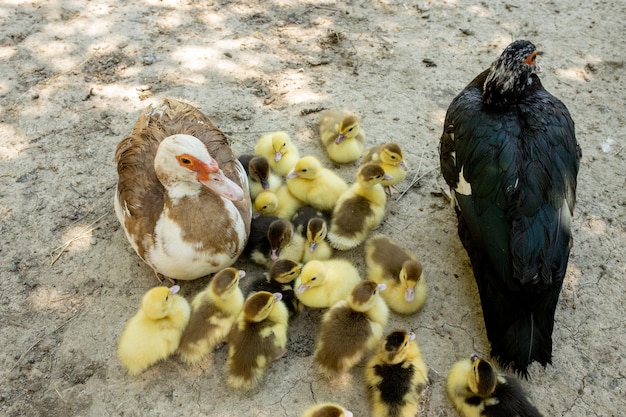 Foto madre pato con sus patitos hay muchos patitos siguiendo a la madre