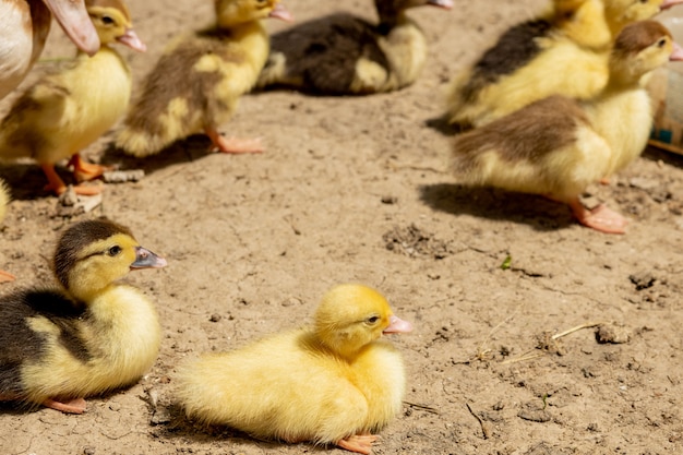 Madre pato con sus patitos