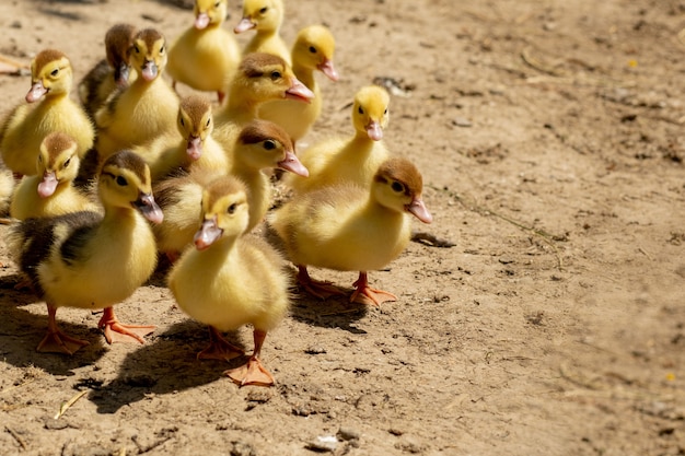 Madre pato con sus patitos