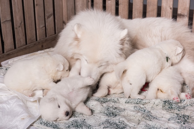 Madre perro samoyedo con cachorros cachorros madre lactante