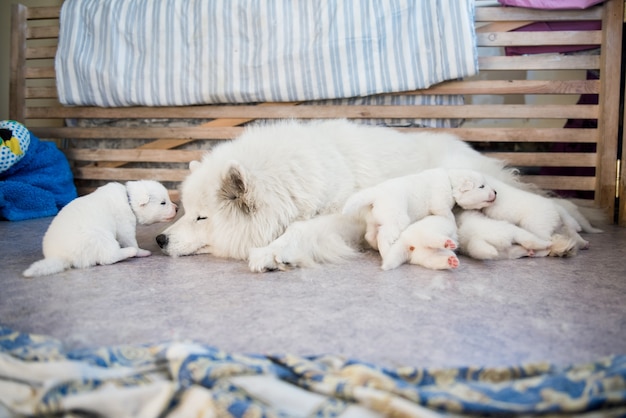 Madre perro samoyedo con cachorros cachorros madre lactante