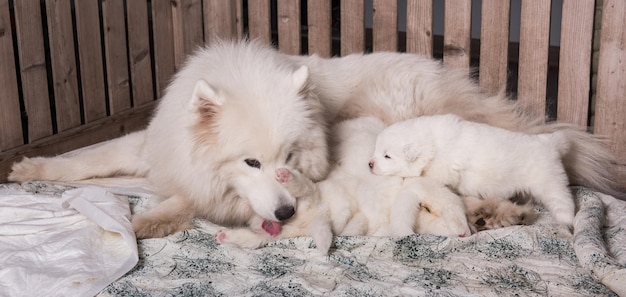 Madre de perro samoyedo con cachorros. Cachorros de madre lactante