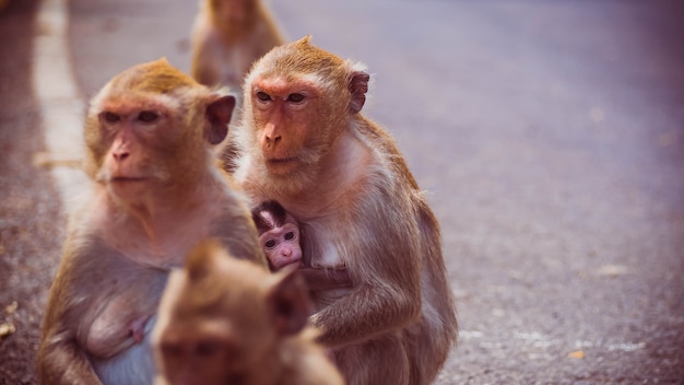 Madre y su bebé mono. monos macacos