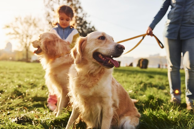 Madre con su hija ha caminado con dos perros Golden Retriever en el parque