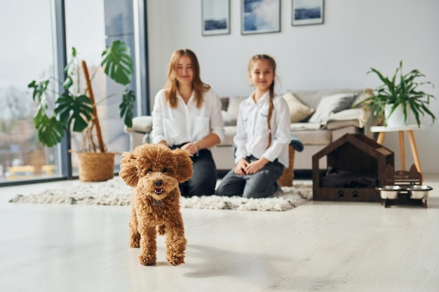 Madre con su hija jugando con el perro Lindo cachorrito de caniche está en el interior de la habitación doméstica moderna