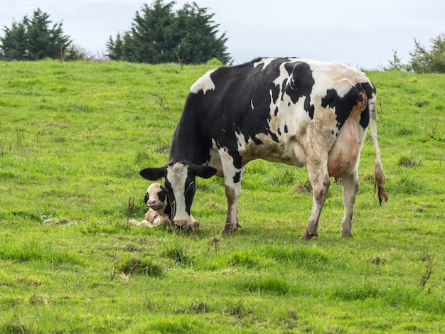 Madre vaca y ternero recién nacido en blanco y negro en la campiña de Normandía Francia Espacio de copia