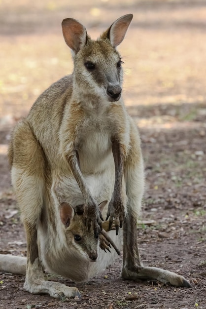 Foto madre wallaby ágil con el bebé en la bolsa