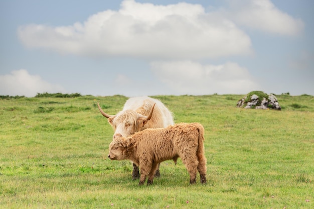 Una madre yak cuidando a su cría en un prado en los Alpes italianos. Yak mom cuida a su cría