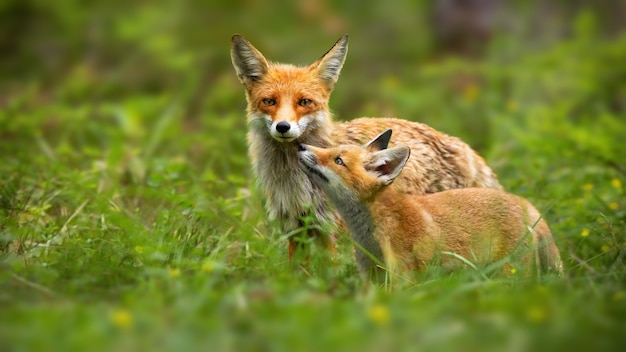 Madre zorro rojo y cachorro joven tocando con narices en la naturaleza