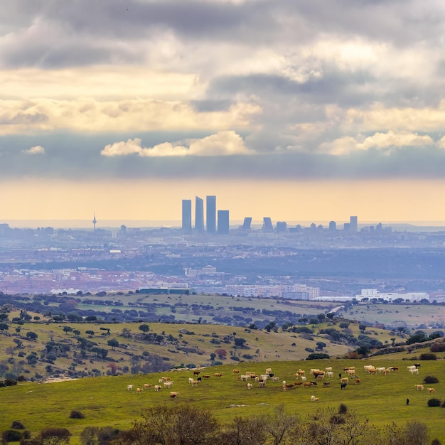 Madrid Cityscape com arranha-céus ao fundo e prados verdes com vacas em um pôr do sol dourado.