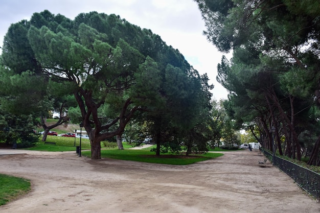 Madrid Espanha 04 de novembro de 2019 Árvores no parque da cidade