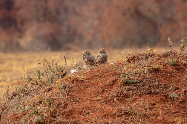 Madriguera de búho adulto de la especie Athene cunicularia