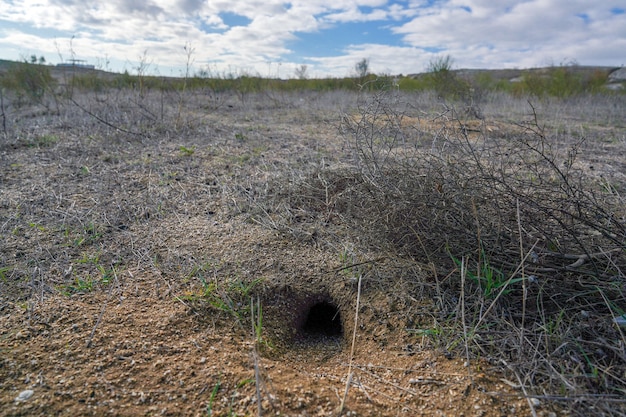 Madriguera de un pequeño animal de estepa