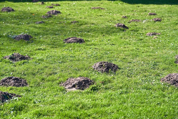 Las madrigueras de los topos en la hierba verde