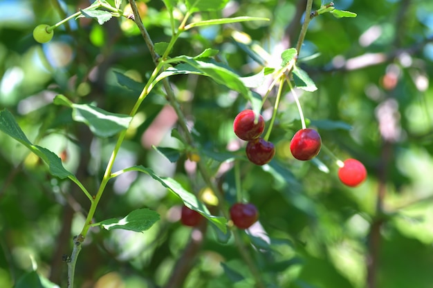 Maduración de las cerezas del árbol.