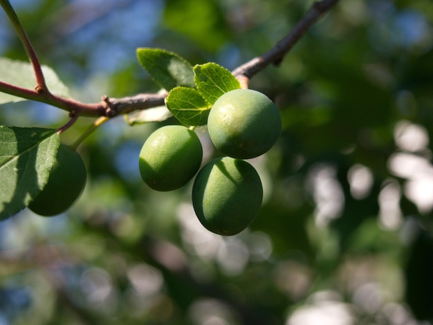 Maduración endrino Prunus spinosa fruta en un día soleado de verano Ryazan región Rusia