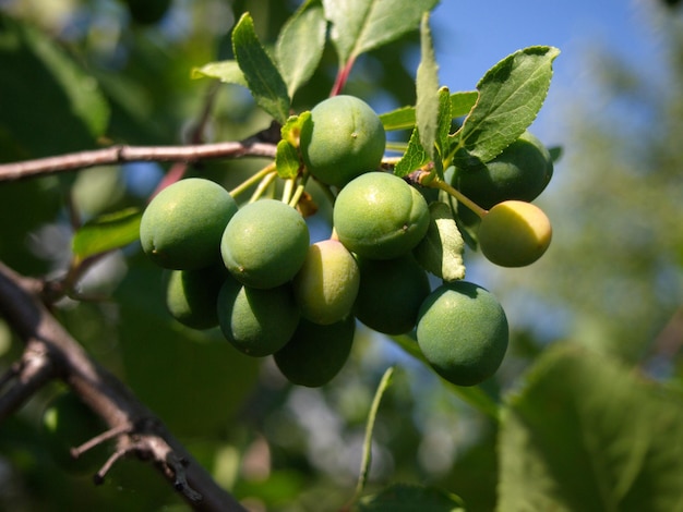 Maduración endrino Prunus spinosa fruta en un día soleado de verano Ryazan región Rusia