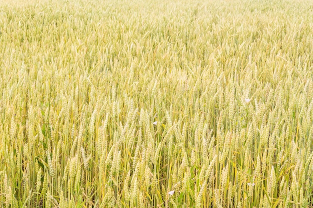 Maduración de espigas de campo de trigo amarillo como fondo