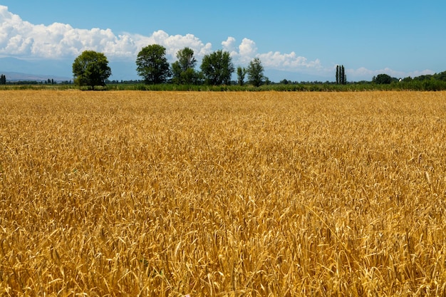 Maduración de espigas de cebada en un campo en un día de verano durante el período de cosecha