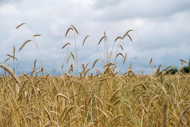 Maduración de espigas de trigo en un campo