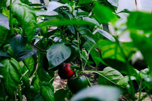 Maduración de frutos de pimienta entre follaje verde en un invernadero en un día de verano