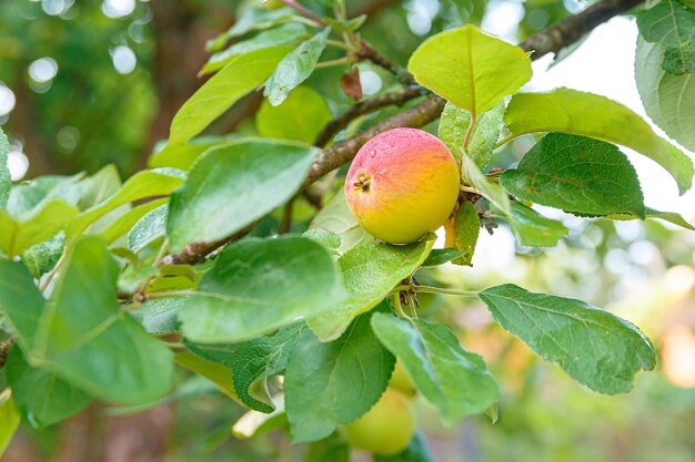 Maduración de manzana roja en una rama, fruta en una rama