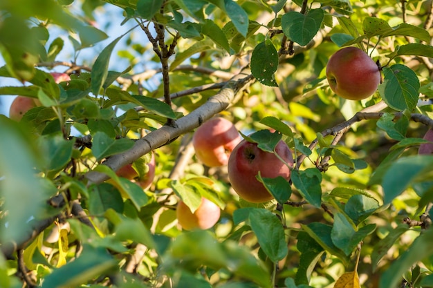 Foto maduración de manzanas rojas en la rama en el huerto