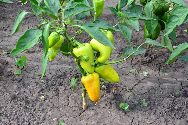 la maduración del pimienta en la plántula verde en el jardín aislado de cerca