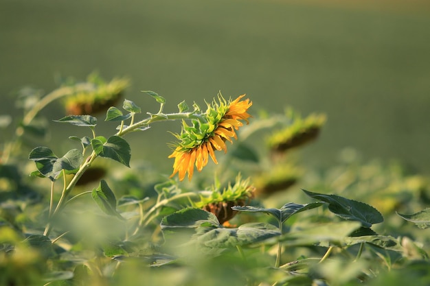 Maduración de semillas de girasol en un campo agrícola