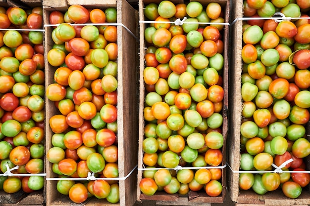 Maduración de tomates frescos recolectados en caja de madera