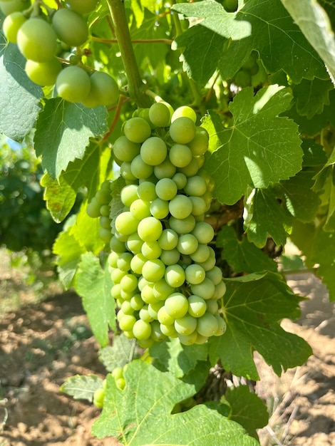 Maduración de uvas Vitis vinifera en el campo