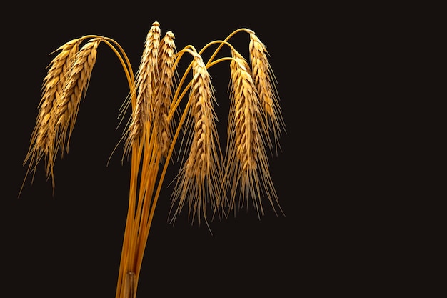 Maduras espigas de trigo closeup sobre un fondo oscuro industria del pan comida vegetariana