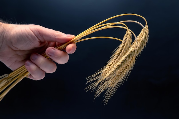 Maduras espigas de trigo closeup sobre un fondo oscuro industria del pan comida vegetariana