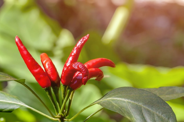 Maduras red hot chilli peppers em uma árvore